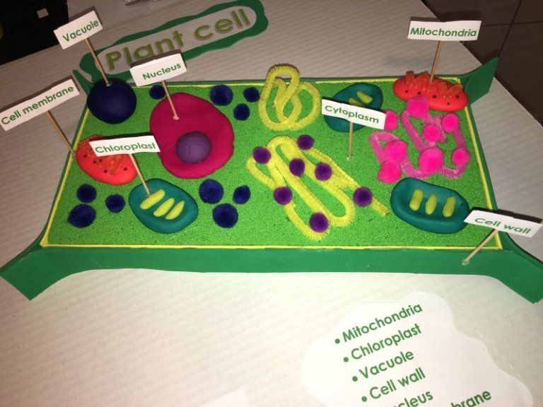 3d plant cell model ideas